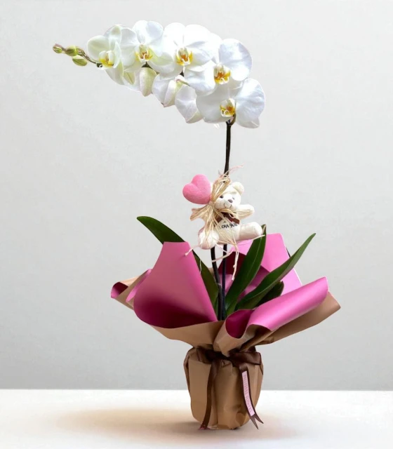 Orkide Bakımı Nasıl Yapılır? | 5 Uzman İpucu - Gardenya Çiçekçilik