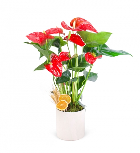 Kırmızı Antoryum Bitkisi