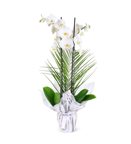 Beyaz Orkide Fenix Dalları