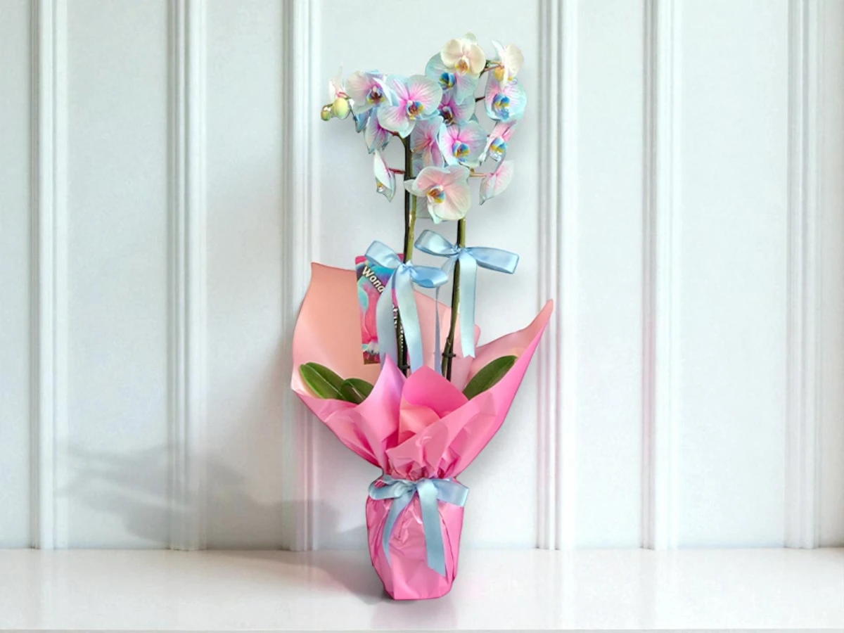 Çift Dallı Mavi Pembe Orkide