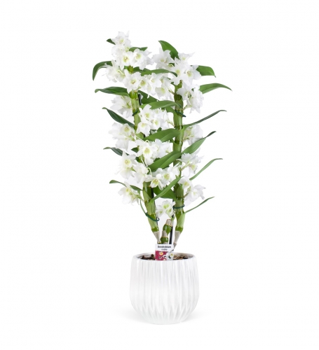 Beyaz Dendrobium Orkide 