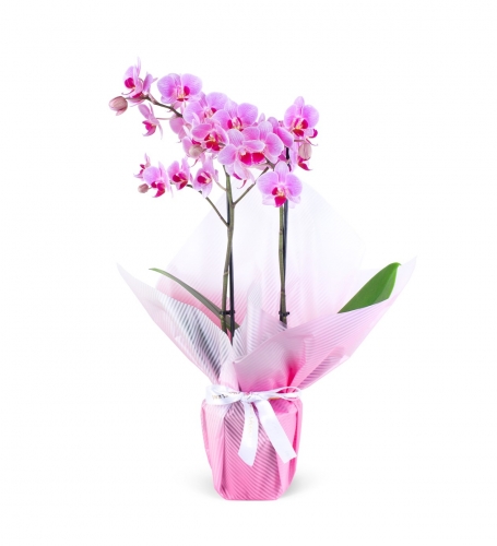 Pembe Orkide Aranjmanı Midi Çift Dallı