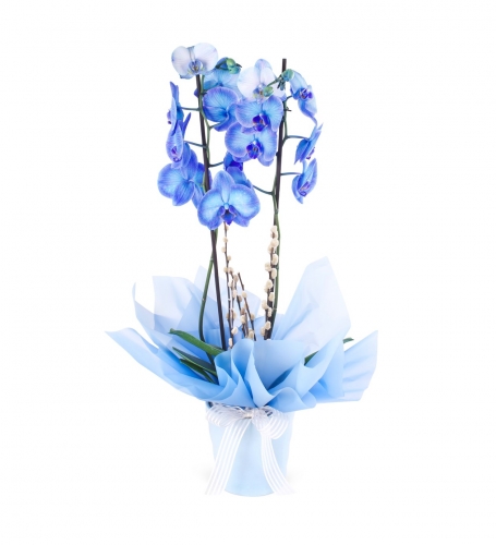 Mavi Orkide 2 Dallı