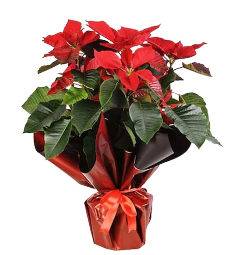 Atatürk Çiçeği Puansetya