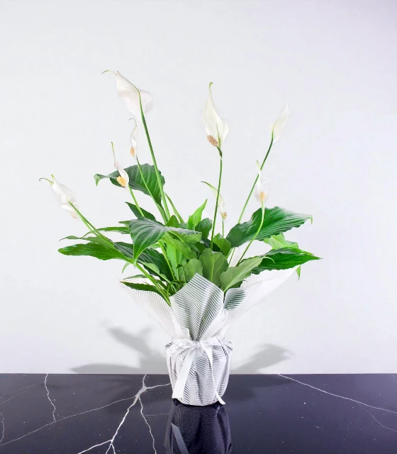 Barış Çiçeği Spathiphyllum
