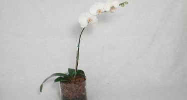 Orkide Çiçeği  