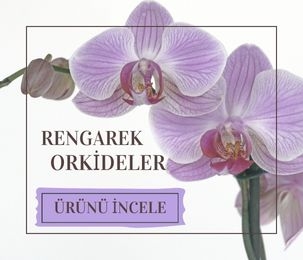 Orkide Çiçekleri