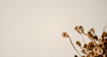 Özür Dilerim / Özür Çiçeği