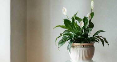 Spatifilyum/Barış Çiçeği